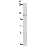 MAPK7 Antibody from Signalway Antibody (42703) - Antibodies.com