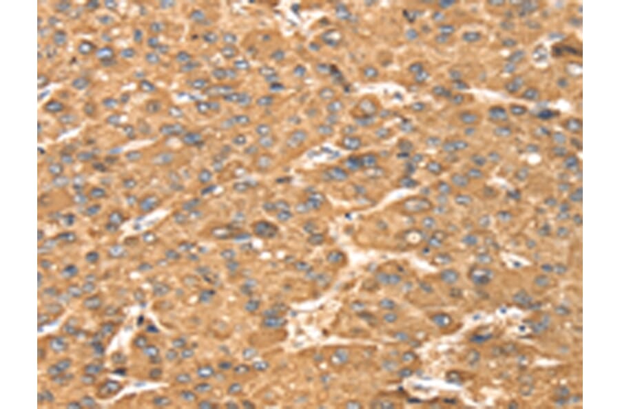 Immunohistochemistry - MAPK7 Antibody from Signalway Antibody (42703) - Antibodies.com