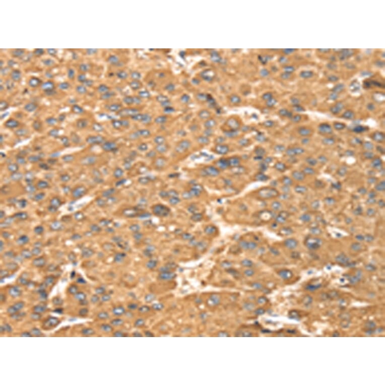 Immunohistochemistry - MAPK7 Antibody from Signalway Antibody (42703) - Antibodies.com
