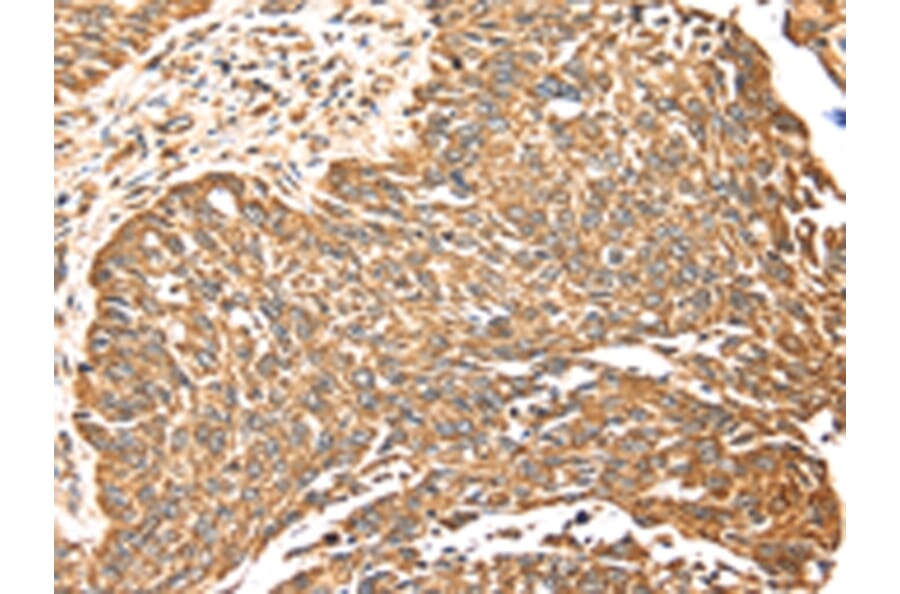 Immunohistochemistry - MAPK7 Antibody from Signalway Antibody (42703) - Antibodies.com