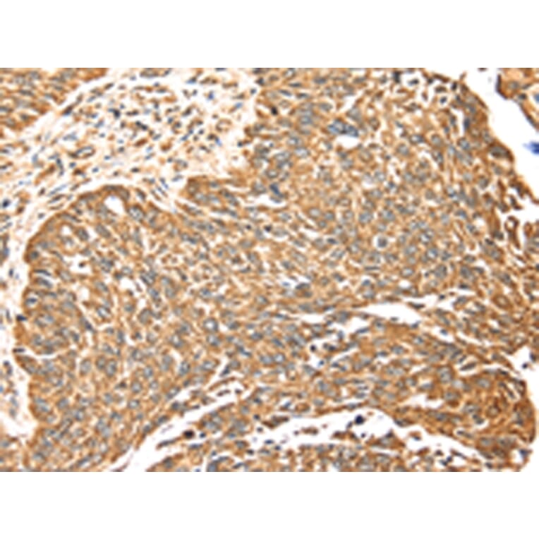 Immunohistochemistry - MAPK7 Antibody from Signalway Antibody (42703) - Antibodies.com