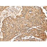 Immunohistochemistry - MAPK7 Antibody from Signalway Antibody (42703) - Antibodies.com