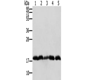PTRH2 Antibody from Signalway Antibody (42725) - Antibodies.com