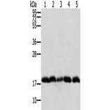 PTRH2 Antibody from Signalway Antibody (42725) - Antibodies.com