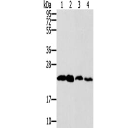 RAB9A Antibody from Signalway Antibody (42726) - Antibodies.com