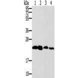 RAB9A Antibody from Signalway Antibody (42726) - Antibodies.com