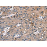 Immunohistochemistry - RAB9A Antibody from Signalway Antibody (42726) - Antibodies.com