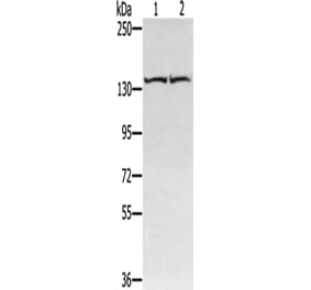 RGS22 Antibody from Signalway Antibody (42736) - Antibodies.com