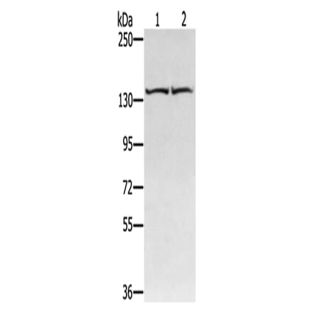 RGS22 Antibody from Signalway Antibody (42736) - Antibodies.com