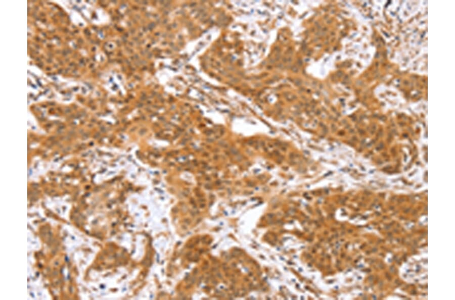 Immunohistochemistry - RGS22 Antibody from Signalway Antibody (42736) - Antibodies.com