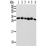 SENP8 Antibody from Signalway Antibody (42748) - Antibodies.com