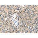 Immunohistochemistry - SENP8 Antibody from Signalway Antibody (42748) - Antibodies.com