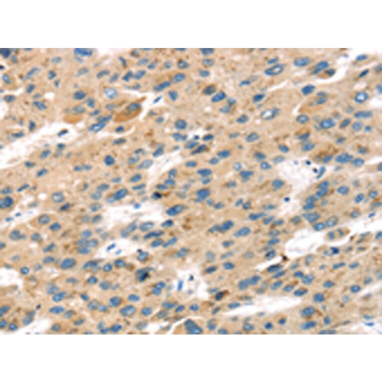 Immunohistochemistry - SENP8 Antibody from Signalway Antibody (42748) - Antibodies.com