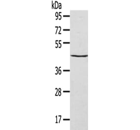 SEPT2 Antibody from Signalway Antibody (42751) - Antibodies.com