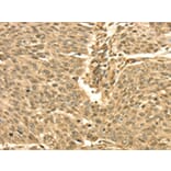 Immunohistochemistry - SEPT2 Antibody from Signalway Antibody (42751) - Antibodies.com