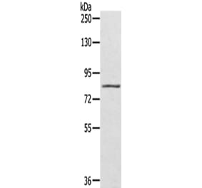 SRPK1 Antibody from Signalway Antibody (42755) - Antibodies.com