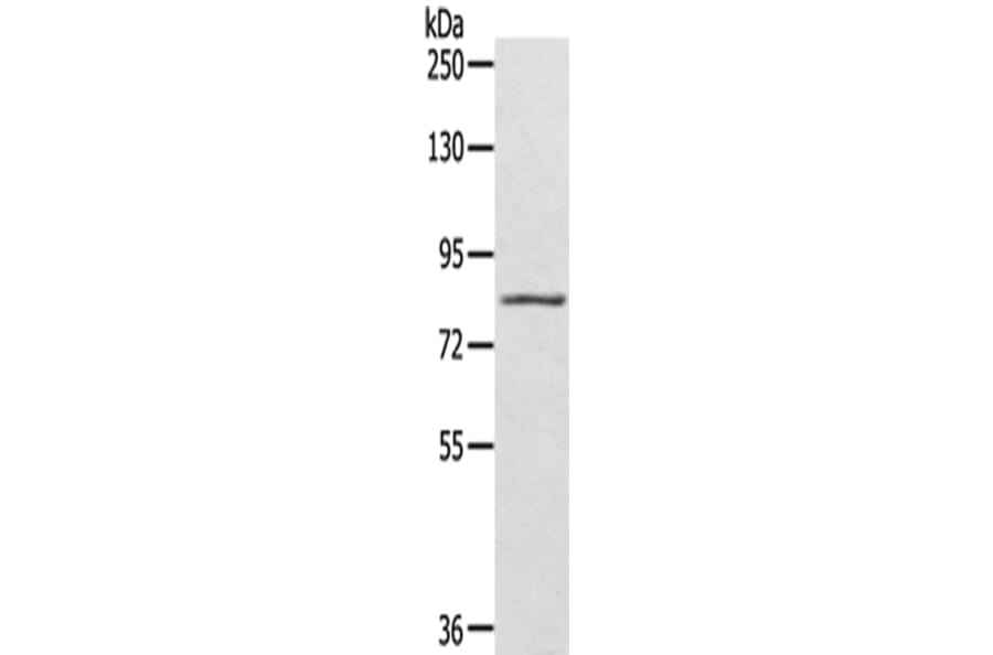 SRPK1 Antibody from Signalway Antibody (42755) - Antibodies.com