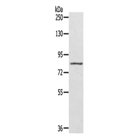 SRPK1 Antibody from Signalway Antibody (42755) - Antibodies.com