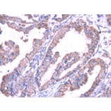 Immunohistochemistry - SRPK1 Antibody from Signalway Antibody (42755) - Antibodies.com