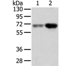 TBL1X Antibody from Signalway Antibody (42774) - Antibodies.com