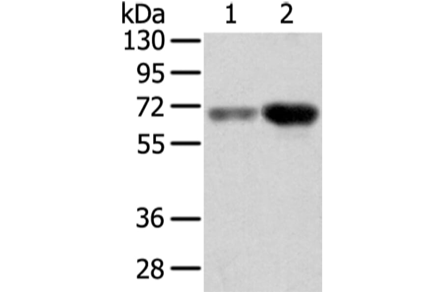 TBL1X Antibody from Signalway Antibody (42774) - Antibodies.com