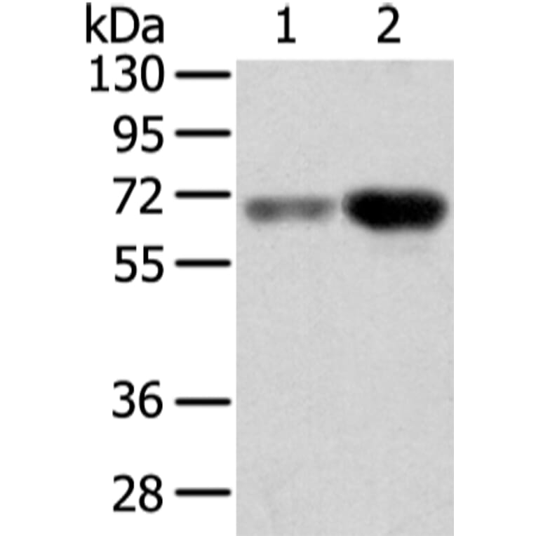 TBL1X Antibody from Signalway Antibody (42774) - Antibodies.com