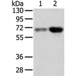 TBL1X Antibody from Signalway Antibody (42774) - Antibodies.com