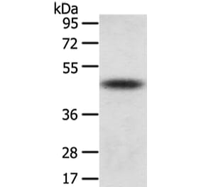 TTC23 Antibody from Signalway Antibody (42795) - Antibodies.com