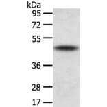 TTC23 Antibody from Signalway Antibody (42795) - Antibodies.com