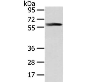 PPP5C Antibody from Signalway Antibody (42806) - Antibodies.com