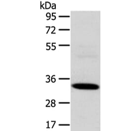 SDCBP Antibody from Signalway Antibody (42808) - Antibodies.com