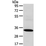 SDCBP Antibody from Signalway Antibody (42808) - Antibodies.com