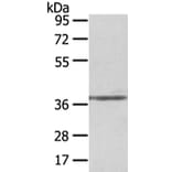 STRAP Antibody from Signalway Antibody (42813) - Antibodies.com