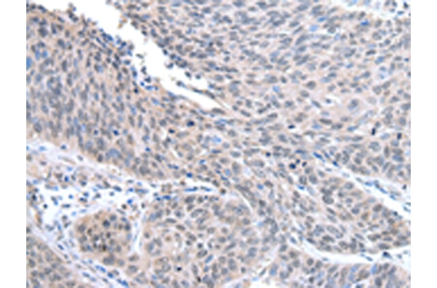 Immunohistochemistry - STRAP Antibody from Signalway Antibody (42813) - Antibodies.com