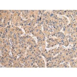 Immunohistochemistry - VAMP4 Antibody from Signalway Antibody (42824) - Antibodies.com