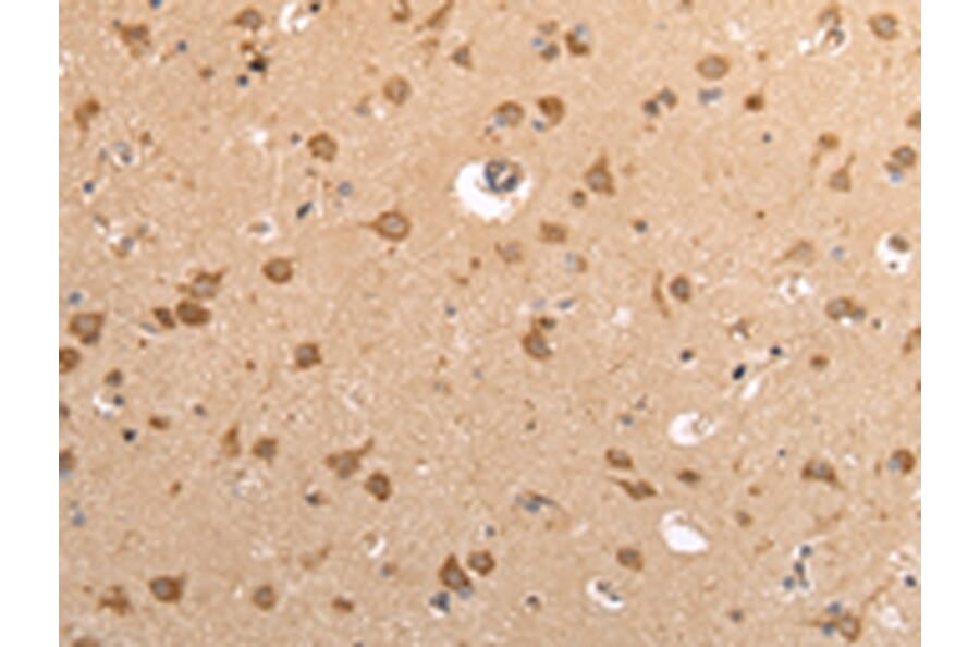 Immunohistochemistry - VAMP4 Antibody from Signalway Antibody (42824) - Antibodies.com