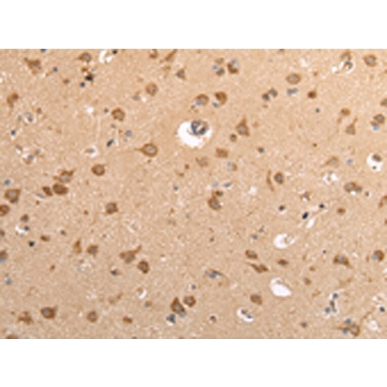 Immunohistochemistry - VAMP4 Antibody from Signalway Antibody (42824) - Antibodies.com