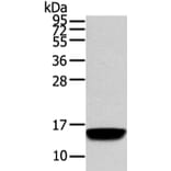 VAMP5 Antibody from Signalway Antibody (42825) - Antibodies.com