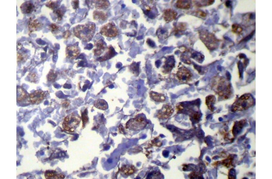 Immunohistochemistry - VAMP5 Antibody from Signalway Antibody (42825) - Antibodies.com