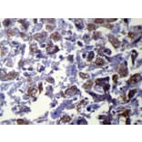 Immunohistochemistry - VAMP5 Antibody from Signalway Antibody (42825) - Antibodies.com