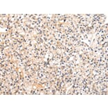 Immunohistochemistry - VASH1 Antibody from Signalway Antibody (42827) - Antibodies.com
