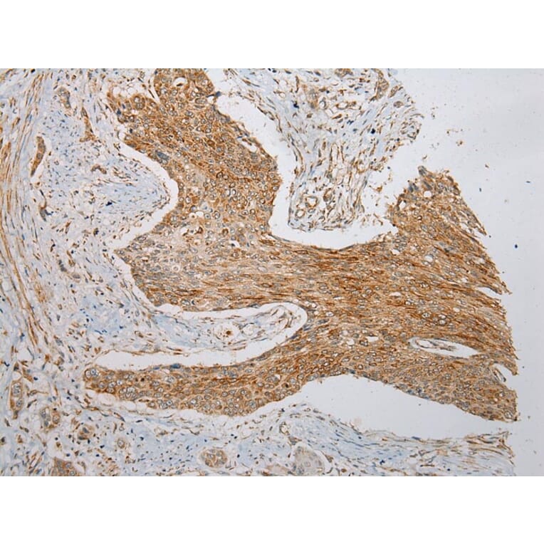 Immunohistochemistry - VDAC3 Antibody from Signalway Antibody (42830) - Antibodies.com