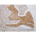 Immunohistochemistry - VDAC3 Antibody from Signalway Antibody (42830) - Antibodies.com