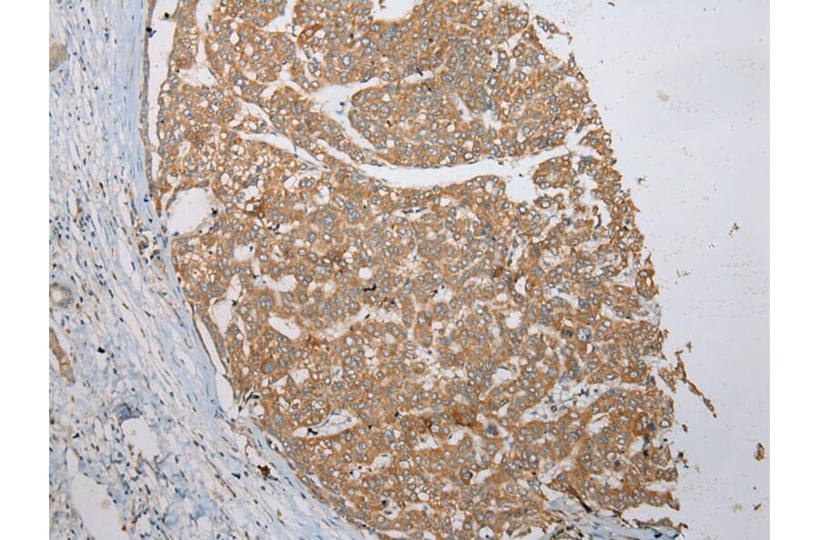Immunohistochemistry - VSIG8 Antibody from Signalway Antibody (42833) - Antibodies.com