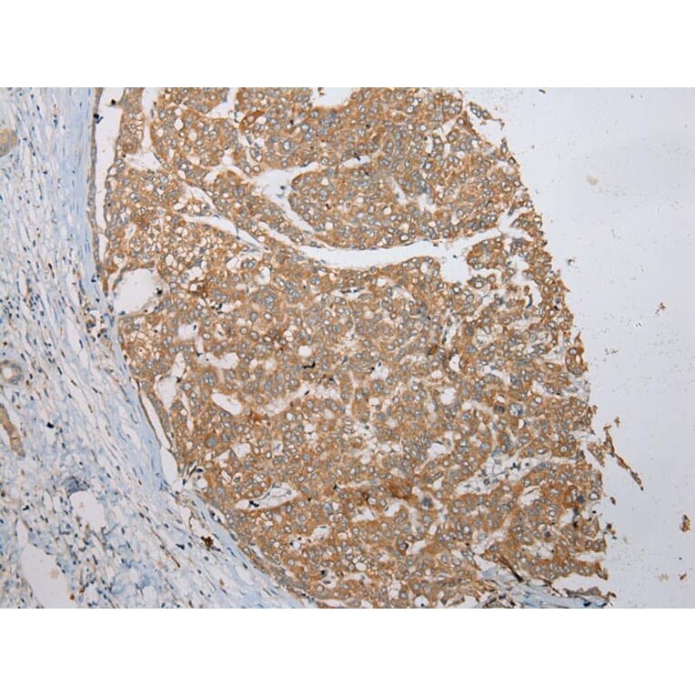 Immunohistochemistry - VSIG8 Antibody from Signalway Antibody (42833) - Antibodies.com