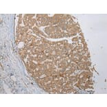 Immunohistochemistry - VSIG8 Antibody from Signalway Antibody (42833) - Antibodies.com