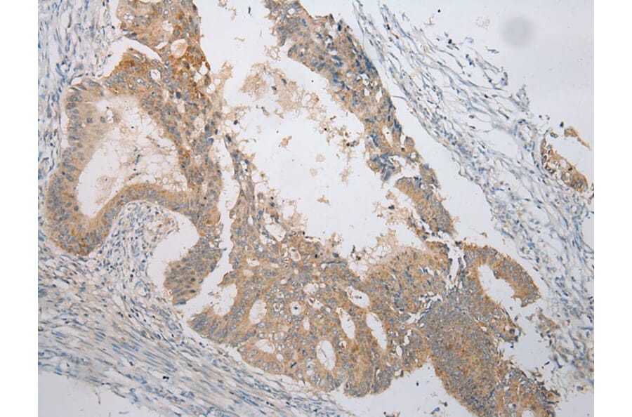 Immunohistochemistry - VSIG8 Antibody from Signalway Antibody (42833) - Antibodies.com