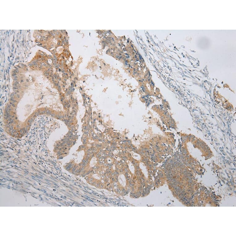 Immunohistochemistry - VSIG8 Antibody from Signalway Antibody (42833) - Antibodies.com