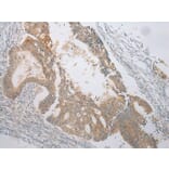 Immunohistochemistry - VSIG8 Antibody from Signalway Antibody (42833) - Antibodies.com