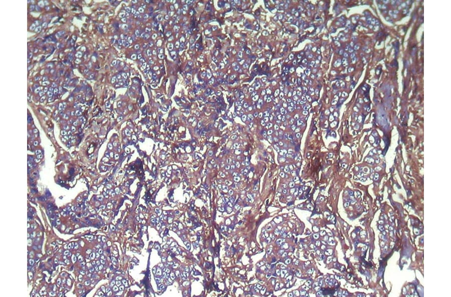 Immunohistochemistry - VPS28 Antibody from Signalway Antibody (42836) - Antibodies.com